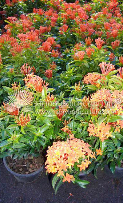 Ixora thai orange 1